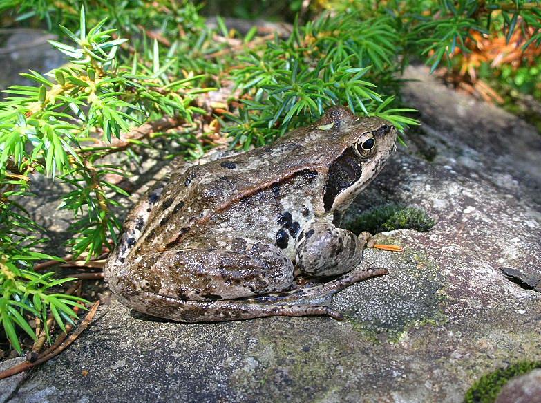 Rana temporaria